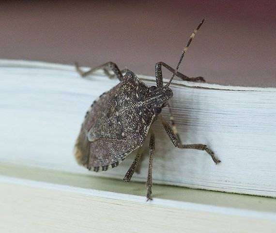 A Stink Bug crawling on a house