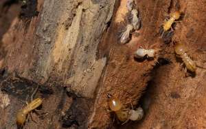 Termites tunneling through wood
