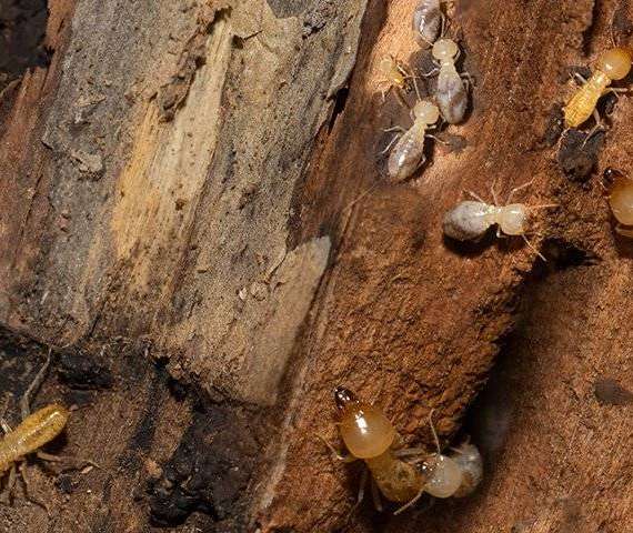 Termites tunneling through wood