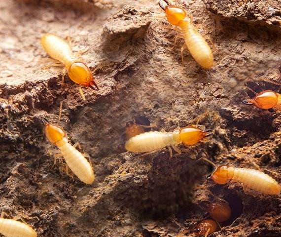 Termite activity in wood