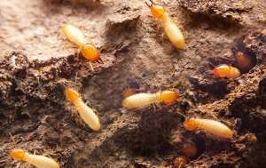 Termites tunneling through wood
