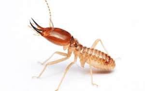 Closeup of a termite