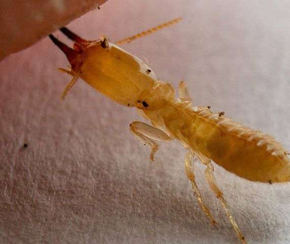 A Termite Biting something