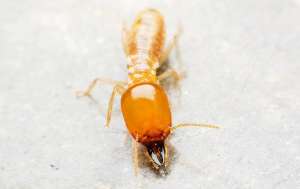 A termite crawling on a table