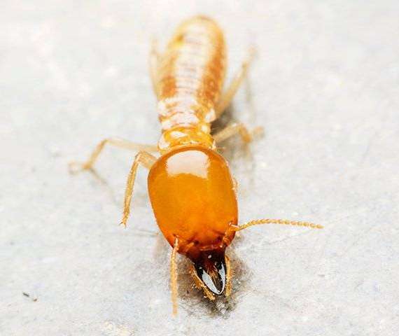 A termite crawling on a table