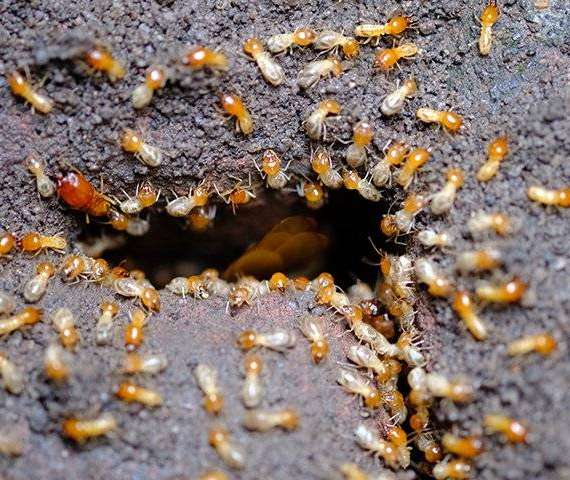 A Termite Infestation
