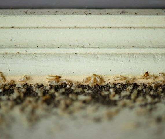 A termite infestation in a home