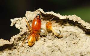 Three termites crawling on wood
