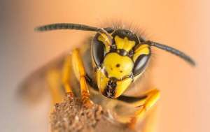 Closeup of a yellow jacket on a tree branch